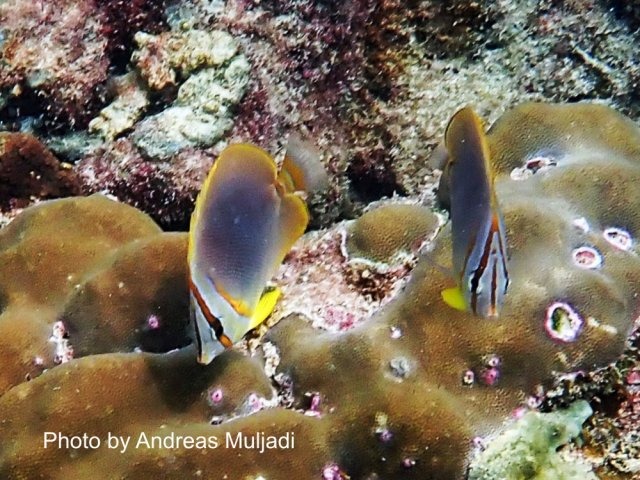Golden Butterflyfish at Encrusting Coral