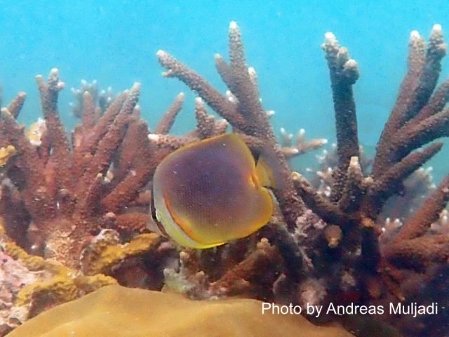 Golden Butterfyfish at Branching Acropora