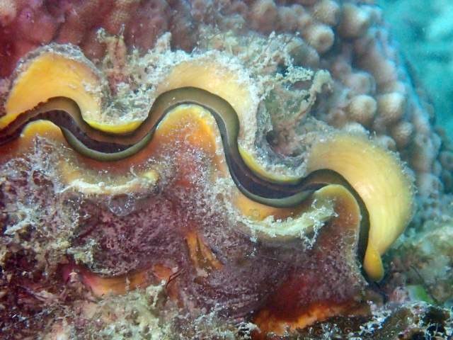 Underwater biodiversity : giant clam