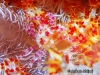 Candy Crab