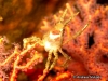 White-V Hydroid Spider Crab