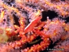 Depressed Spider Crab