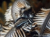 Feather Star Squat Lobster