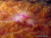 Hairy Squat Lobster