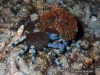 Decorator Crab