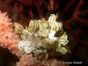 Softcoral Decorator Crab