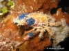 Sponge Decorator Crab