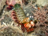 Peacock Mantis Shrimp