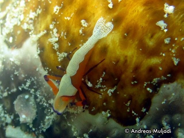 Emperor Shrimp