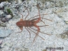 Pronghorn Spiny Lobster
