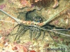 Painted Spiny Lobster