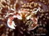 Spotted Porcelain Crab