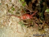 True Crab