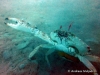 Swimming Crab