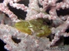 Undescribed Crab