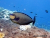 Big-nose Unicornfish