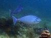 <b><a href="https://www.fishbase.se/summary/Naso-hexacanthus">Sleek Unicornfish</a></b>