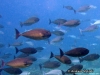 <b><a href="https://www.fishbase.se/summary/Naso-hexacanthus">Sleek Unicornfish</a></b>