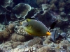 <b><a href="https://www.fishbase.se/summary/naso-lituratus">Orange-spine Unicornfish</a></b>