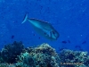 Buble-nose Unicornfish