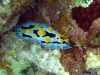 Coelestis Sea Slug