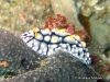 Elegans Sea Slug