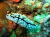 Elegans Sea Slug