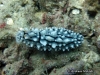 Elegans Sea Slug