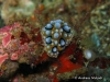 Ocellata Sea Slug