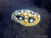 Ocellata Sea Slug