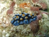 Picta Sea Slug
