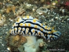 Varicosa Sea Slug