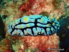 Varicosa Sea Slug