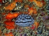 Meandrina Sea Slug
