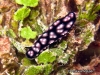 Pustulosa Sea Slug