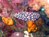 Pustulosa Sea Slug