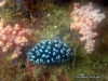 Pustulosa Sea Slug