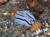 Zeylanica Sea Slug