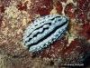 Zeylanica Sea Slug