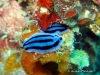 Annae Sea Slug