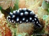 Burni Sea Slug