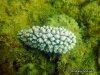 Krempfi Sea Slug