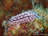 Krempfi Sea Slug