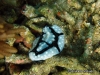 Shireenae Sea Slug Shireenae Sea Slug