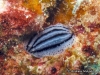 Striped Sea Slug Striped Sea Slug