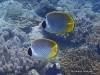 Philippine Butterflyfish