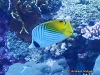 Thread-fin Butterflyfish