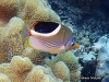 Saddle Butterflyfish