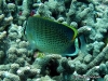 Peppered Butterflyfish