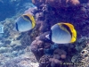 Lined Butterflyfish